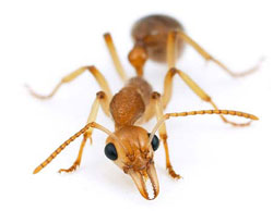 Ants are no match for Triumphant Pest Control