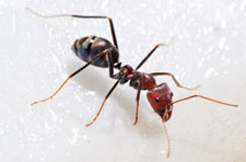 Ants are no match for Triumphant Pest Control!