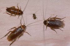 Roaches are no match for Triumphant Pest Control!