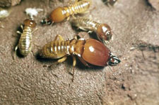 Termites are no match for Triumphant Pest Control!